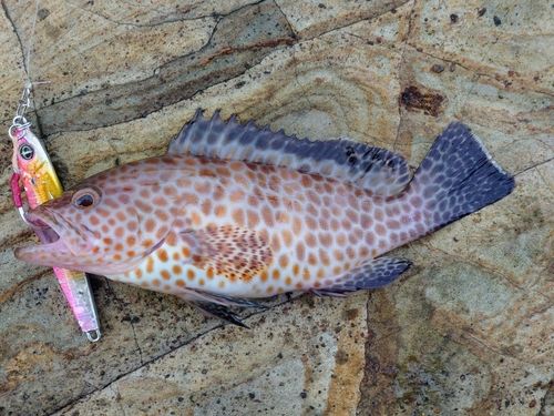 オオモンハタの釣果