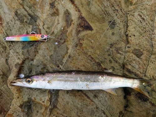 カマスの釣果