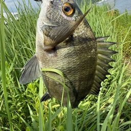 チヌ