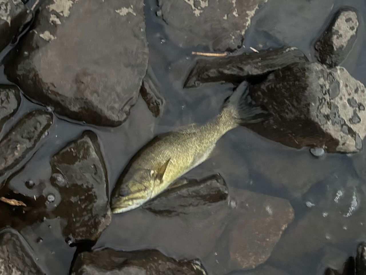 スモールマウスバス