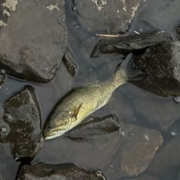 スモールマウスバス