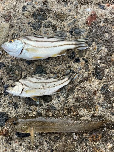 マハゼの釣果