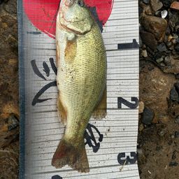 ラージマウスバス