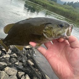 スモールマウスバス