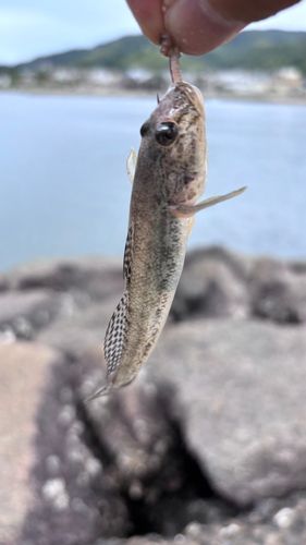 マハゼの釣果