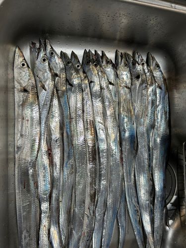 タチウオの釣果