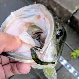 ラージマウスバス