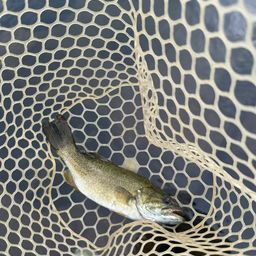 スモールマウスバス