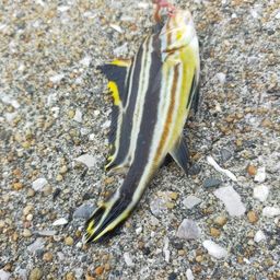 マハゼ