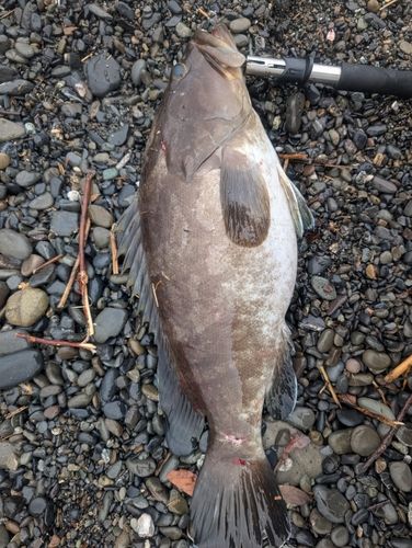 クエの釣果