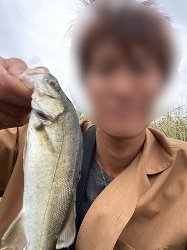 セイゴ（マルスズキ）の釣果