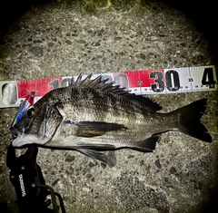 チヌの釣果