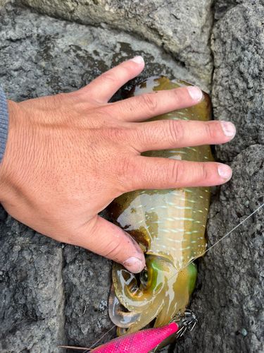 アオリイカの釣果