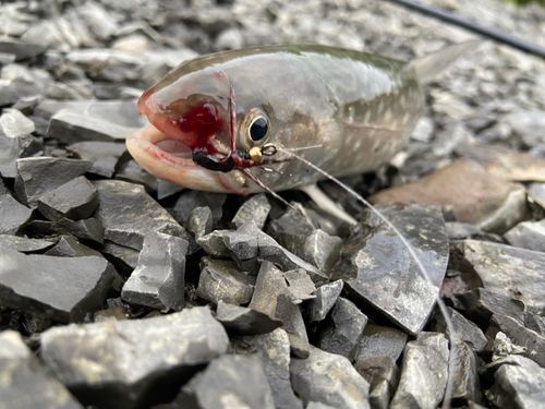 アメマスの釣果