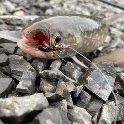 アメマス