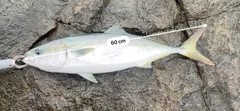 ワラサの釣果