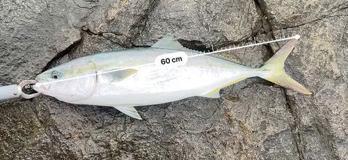 ワラサの釣果