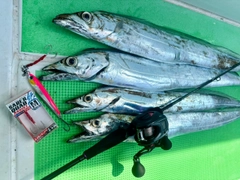 タチウオの釣果