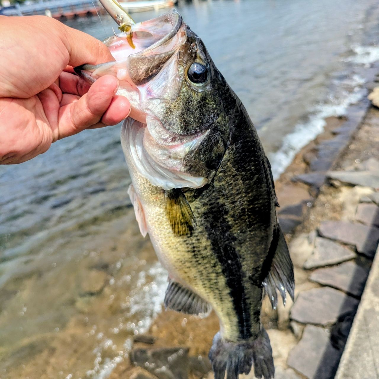 DAIWA 12トリプルビー 666TMLRBの最安値・インプレ・釣果 | 本音の