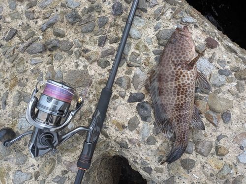 オオモンハタの釣果