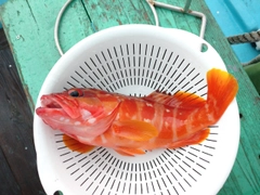 アカハタの釣果