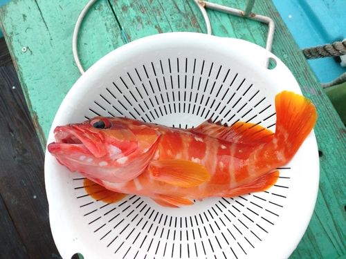 アカハタの釣果