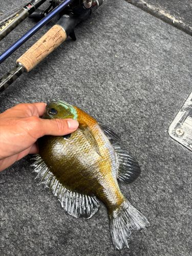 ブルーギルの釣果