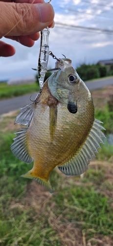 ブルーギルの釣果