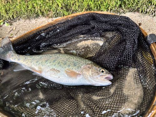 ニジマスの釣果