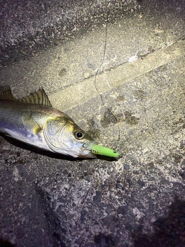 シーバスの釣果