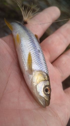 カワムツの釣果