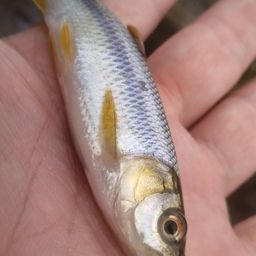 カワムツ