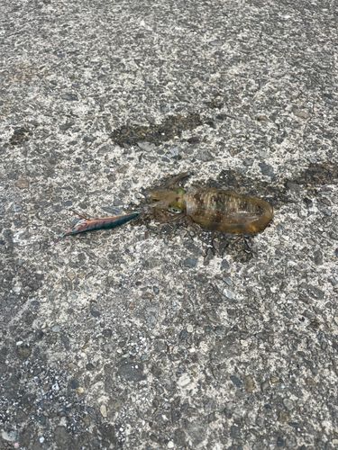 手結港