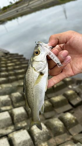 衣浦湾