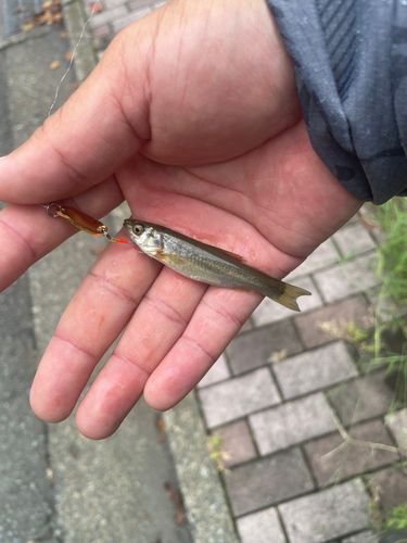 アブラハヤの釣果