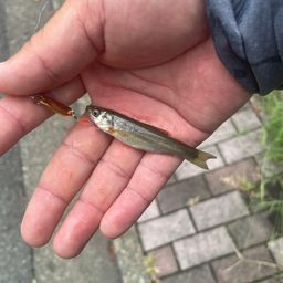 アブラハヤ