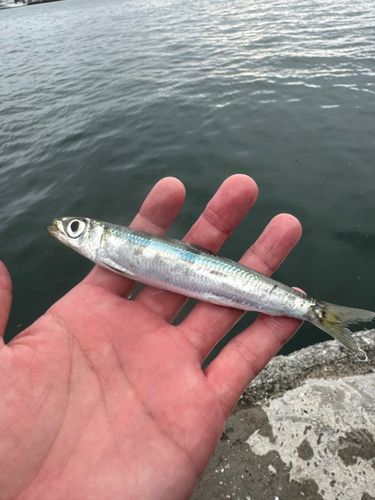 ウルメイワシの釣果