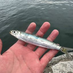 ウルメイワシ