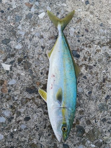 鶴見（大分）