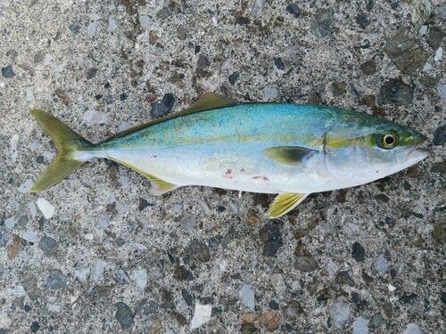 ブリの釣果