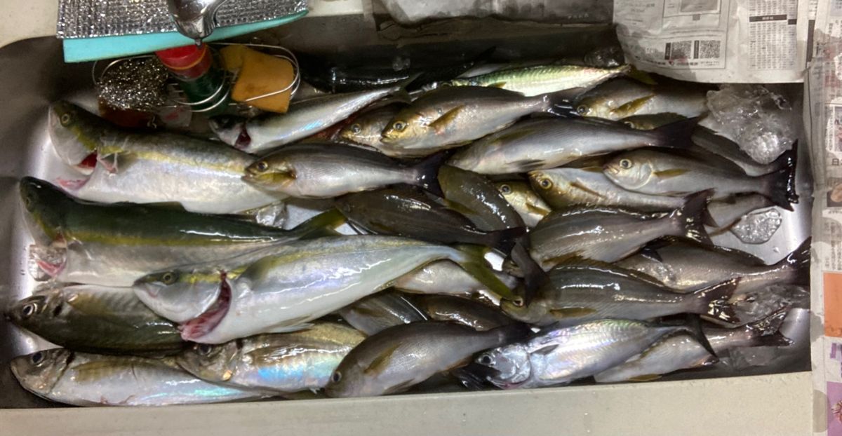 アングラー99984426うっかりカサゴさんの釣果 2枚目の画像