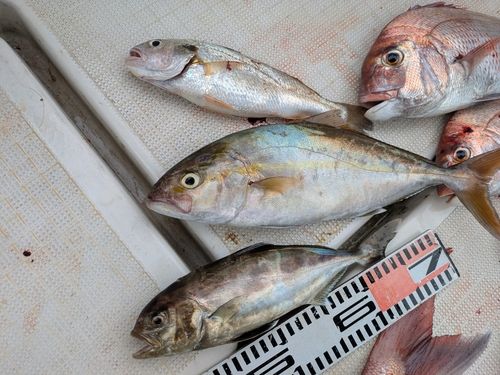 ネリゴの釣果