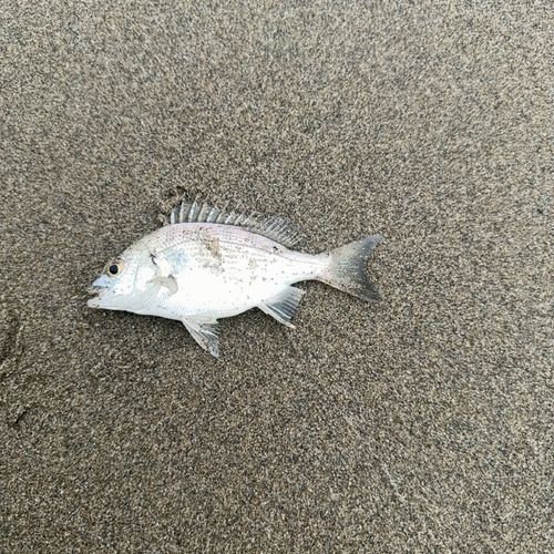 チンチンの釣果