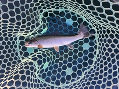 ミヤベイワナの釣果