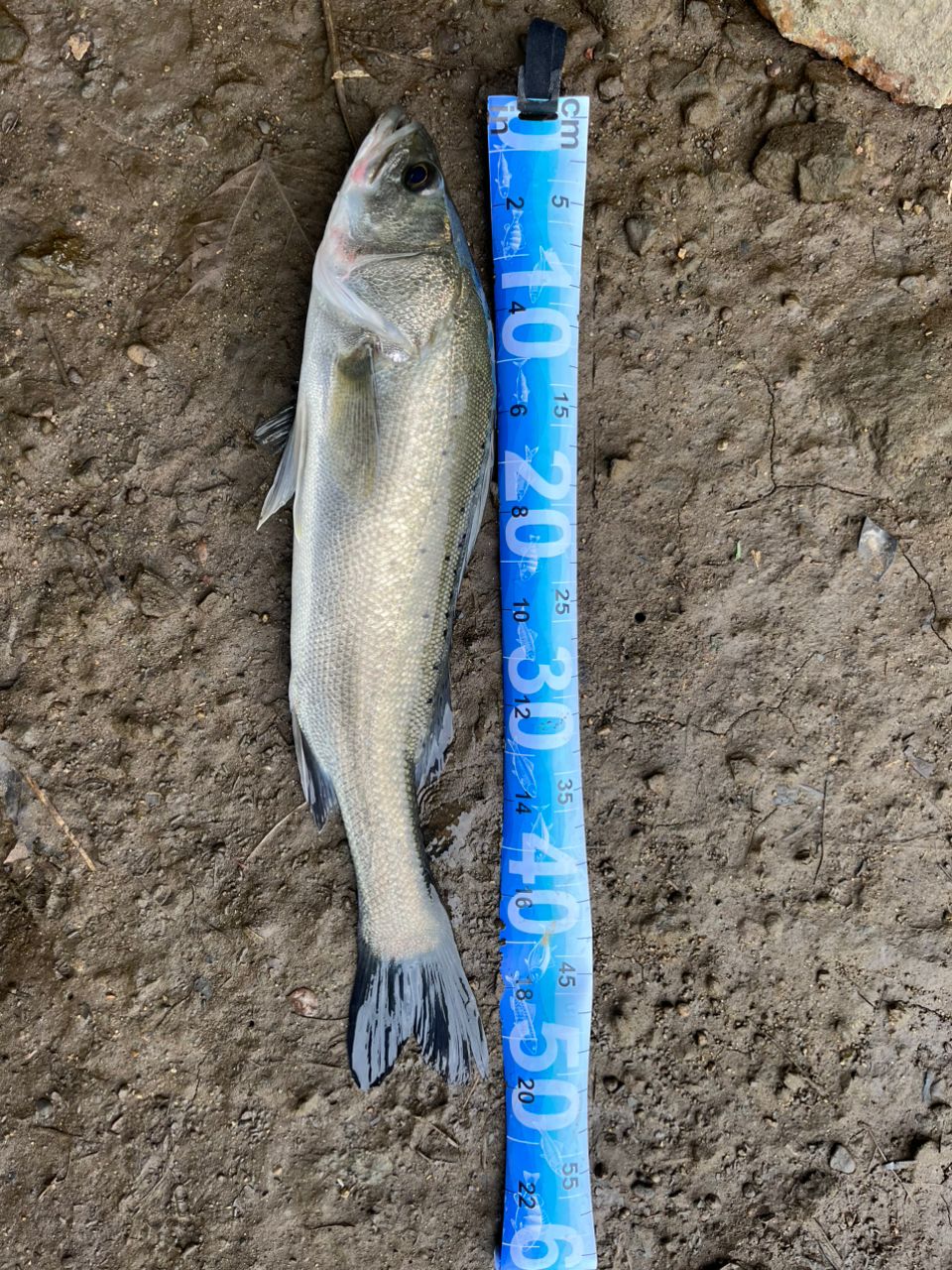 フッコ（タイリクスズキ）