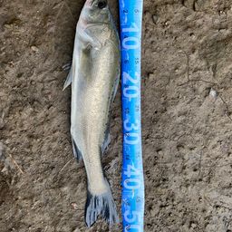 フッコ（タイリクスズキ）