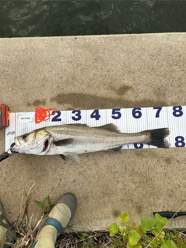 シーバスの釣果
