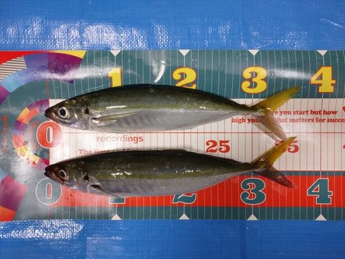 ムロアジの釣果