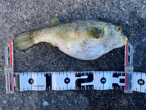 ヨリトフグの釣果
