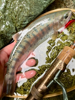 ヤマメの釣果